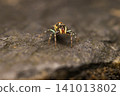 Sparkling Northern Jumping Spider 141013802