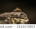 Sparkling Northern Jumping Spider 141013803