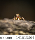 Sparkling Northern Jumping Spider 141013804