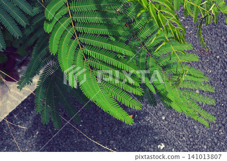 Ferns that have spilled onto the sidewalk Ferns that have spilled onto the sidewalk 141013807