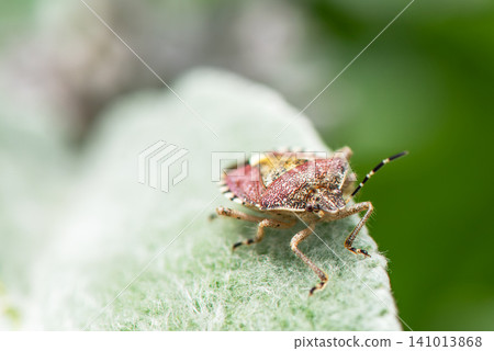 The face of the spotted stink bug, which won the grand prize, has a unique pattern. The face of the spotted stink bug, which won the grand prize, has a unique pattern. 141013868