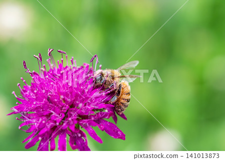 Honeybees diligently collect pollen and nectar from flowers. Honeybees diligently collect pollen and nectar from flowers. 141013873