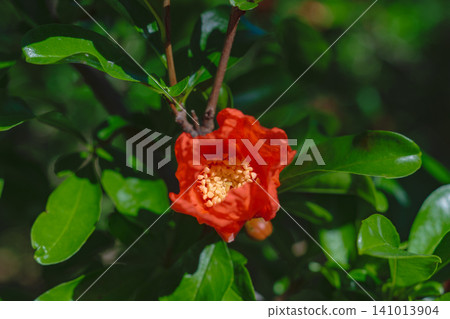 A close-up of vibrant pomegranate blossoms blooming on green branches. 141013904