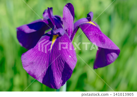 A close-up of a vibrant purple iris flower. A close-up of a vibrant purple iris flower. 141013905