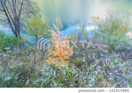 Scenery Jiuzhaigou national park in Sichuan, China. Beautiful of Arrow Bamboo Lake and snow mountain in Autumn season. Famous Landmark and Vacation near Chengdu, China. Asia travel concept Scenery Jiuzhaigou national park in Sichuan, China. Beautiful of Arrow Bamboo Lake and snow mountain in Autumn season. Famous Landmark and Vacation near Chengdu, China. Asia travel concept 141013960