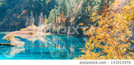 Scenery Jiuzhaigou national park in Sichuan, China. Beautiful Five Flower Lake in Autumn season. Famous Landmark and Vacation near Chengdu, China. Asia travel concept Scenery Jiuzhaigou national park in Sichuan, China. Beautiful Five Flower Lake in Autumn season. Famous Landmark and Vacation near Chengdu, China. Asia travel concept 141013976