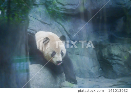 Cute Giant Panda, Ailuropoda melanoleuca or panda bear in forest at Chengdu Panda Breeding Research Center Dujiangyan. landmark and popular for tourists attractions in Chengdu, China. Cute Giant Panda, Ailuropoda melanoleuca or panda bear in forest at Chengdu Panda Breeding Research Center Dujiangyan. landmark and popular for tourists attractions in Chengdu, China. 141013982