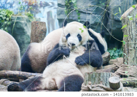 Cute Giant Panda, Ailuropoda melanoleuca or panda bear in forest at Chengdu Panda Breeding Research Center Dujiangyan. landmark and popular for tourists attractions in Chengdu, China. Cute Giant Panda, Ailuropoda melanoleuca or panda bear in forest at Chengdu Panda Breeding Research Center Dujiangyan. landmark and popular for tourists attractions in Chengdu, China. 141013983