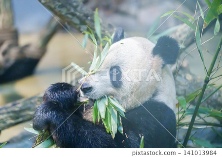 Cute Giant Panda, Ailuropoda melanoleuca or panda bear in forest at Chengdu Panda Breeding Research Center Dujiangyan. landmark and popular for tourists attractions in Chengdu, China. Cute Giant Panda, Ailuropoda melanoleuca or panda bear in forest at Chengdu Panda Breeding Research Center Dujiangyan. landmark and popular for tourists attractions in Chengdu, China. 141013984