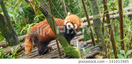 Cute Red Panda, Ailurus fulgens or lesser panda in forest at Chengdu Panda Breeding Research Center Dujiangyan. landmark and popular for tourists attractions in Chengdu, China. Travel and Vacation Cute Red Panda, Ailurus fulgens or lesser panda in forest at Chengdu Panda Breeding Research Center Dujiangyan. landmark and popular for tourists attractions in Chengdu, China. Travel and Vacation 141013985