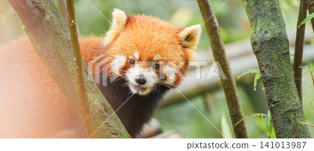 Cute Red Panda, Ailurus fulgens or lesser panda in forest at Chengdu Panda Breeding Research Center Dujiangyan. landmark and popular for tourists attractions in Chengdu, China. Travel and Vacation Cute Red Panda, Ailurus fulgens or lesser panda in forest at Chengdu Panda Breeding Research Center Dujiangyan. landmark and popular for tourists attractions in Chengdu, China. Travel and Vacation 141013987