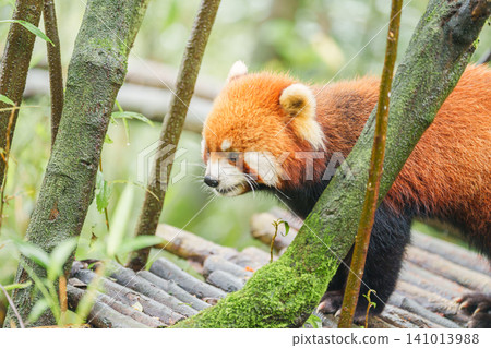Cute Red Panda, Ailurus fulgens or lesser panda in forest at Chengdu Panda Breeding Research Center Dujiangyan. landmark and popular for tourists attractions in Chengdu, China. Travel and Vacation Cute Red Panda, Ailurus fulgens or lesser panda in forest at Chengdu Panda Breeding Research Center Dujiangyan. landmark and popular for tourists attractions in Chengdu, China. Travel and Vacation 141013988