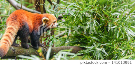 Cute Red Panda, Ailurus fulgens or lesser panda in forest at Chengdu Panda Breeding Research Center Dujiangyan. landmark and popular for tourists attractions in Chengdu, China. Travel and Vacation 141013991