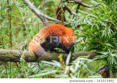 Cute Red Panda, Ailurus fulgens or lesser panda in forest at Chengdu Panda Breeding Research Center Dujiangyan. landmark and popular for tourists attractions in Chengdu, China. Travel and Vacation 141013992