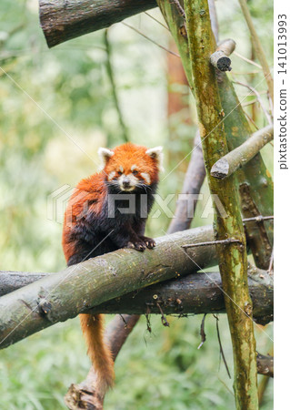 Cute Red Panda, Ailurus fulgens or lesser panda in forest at Chengdu Panda Breeding Research Center Dujiangyan. landmark and popular for tourists attractions in Chengdu, China. Travel and Vacation Cute Red Panda, Ailurus fulgens or lesser panda in forest at Chengdu Panda Breeding Research Center Dujiangyan. landmark and popular for tourists attractions in Chengdu, China. Travel and Vacation 141013993