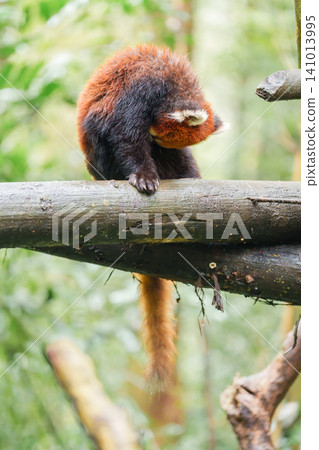 Cute Red Panda, Ailurus fulgens or lesser panda in forest at Chengdu Panda Breeding Research Center Dujiangyan. landmark and popular for tourists attractions in Chengdu, China. Travel and Vacation Cute Red Panda, Ailurus fulgens or lesser panda in forest at Chengdu Panda Breeding Research Center Dujiangyan. landmark and popular for tourists attractions in Chengdu, China. Travel and Vacation 141013995