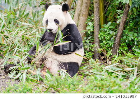 Cute Giant Panda, Ailuropoda melanoleuca or panda bear in forest at Chengdu Panda Breeding Research Center Dujiangyan. landmark and popular for tourists attractions in Chengdu, China. Cute Giant Panda, Ailuropoda melanoleuca or panda bear in forest at Chengdu Panda Breeding Research Center Dujiangyan. landmark and popular for tourists attractions in Chengdu, China. 141013997