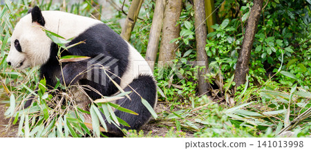 Cute Giant Panda, Ailuropoda melanoleuca or panda bear in forest at Chengdu Panda Breeding Research Center Dujiangyan. landmark and popular for tourists attractions in Chengdu, China. Cute Giant Panda, Ailuropoda melanoleuca or panda bear in forest at Chengdu Panda Breeding Research Center Dujiangyan. landmark and popular for tourists attractions in Chengdu, China. 141013998