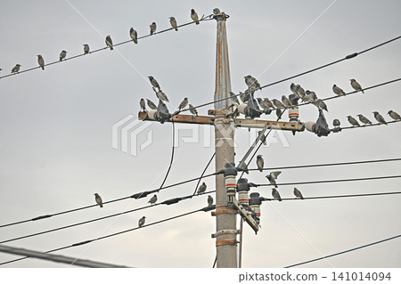 Many starlings gather on electric wires Many starlings gather on electric wires 141014094