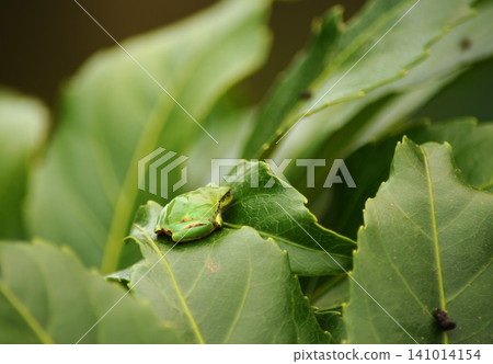 Tree frog resting on a leaf Tree frog resting on a leaf 141014154