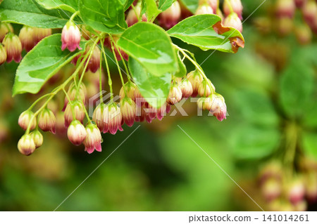 Flowers of Enkianthus campanulatus, wet with rain. Flowers of Enkianthus campanulatus, wet with rain. 141014261