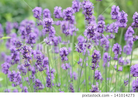 A lavender field filled with the scent of early summer. 141014273