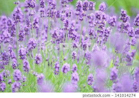 A refreshing lavender field A refreshing lavender field 141014274
