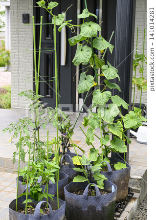 Vegetables grown in non-woven fabric planters Vegetables grown in non-woven fabric planters 141014281