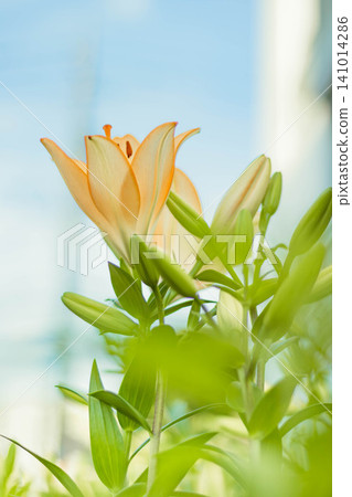 百合花在藍天下閃閃發光 百合花在藍天下閃閃發光 141014286