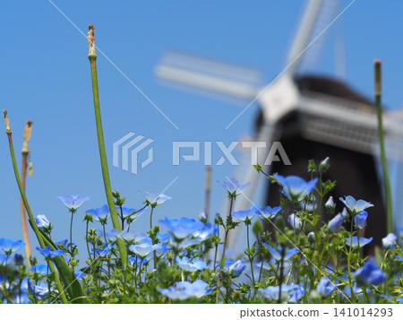 開花在風車的小山的Nemophila 開花在風車的小山的Nemophila 141014293