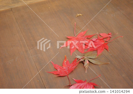 秋天的紅葉 秋天的紅葉 141014294