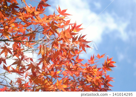 發光在藍天的秋葉 發光在藍天的秋葉 141014295
