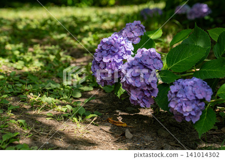 Blue hydrangea 141014302
