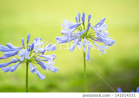 Agapanthus flower Agapanthus flower 141014331
