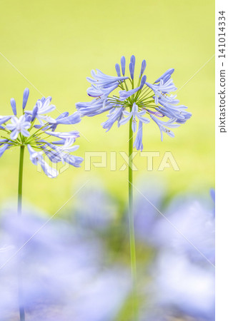 Agapanthus flower Agapanthus flower 141014334