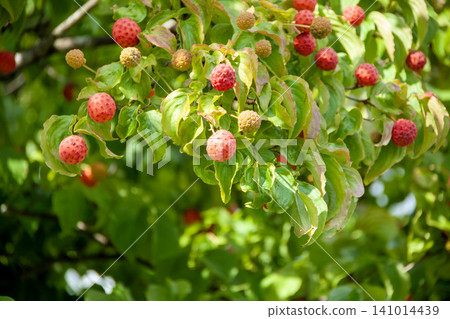 Bamboo fruit Bamboo fruit 141014439