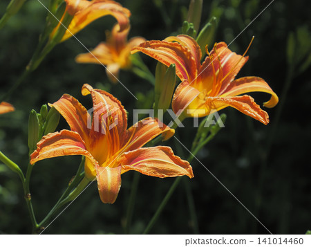 Nokanzu's flower Nokanzu's flower 141014460