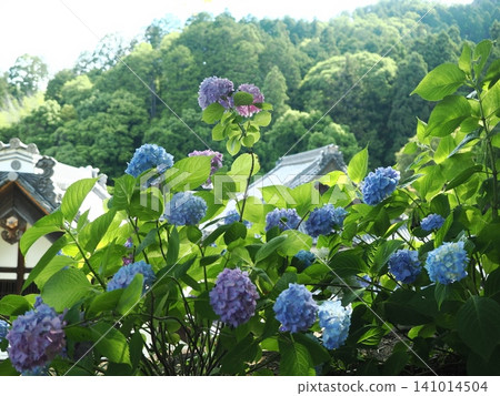 柳屋觀音的繡球花景 柳屋觀音的繡球花景 141014504