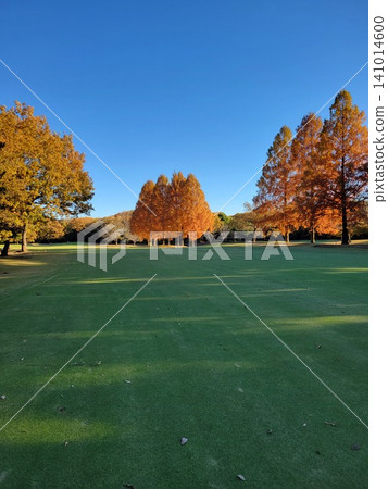 Golf course in autumn (Metasequoia trees) Golf course in autumn (Metasequoia trees) 141014600