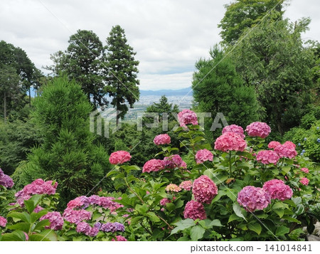 Hydrangea scenery at Yoshimineji Temple Hydrangea scenery at Yoshimineji Temple 141014841