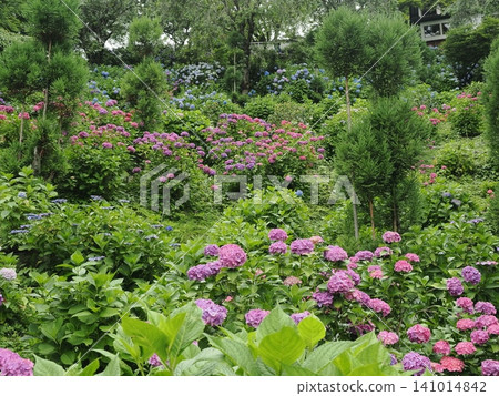 Hydrangea scenery at Yoshimineji Temple Hydrangea scenery at Yoshimineji Temple 141014842
