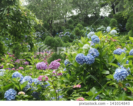 Hydrangea scenery at Yoshimineji Temple Hydrangea scenery at Yoshimineji Temple 141014843