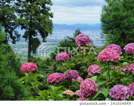 Hydrangea scenery at Yoshimineji Temple Hydrangea scenery at Yoshimineji Temple 141014849