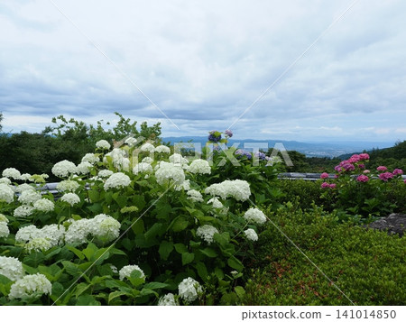 Hydrangea scenery at Yoshimineji Temple Hydrangea scenery at Yoshimineji Temple 141014850