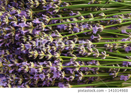 Lavender flowers are collected in a bunch for crafts Lavender flowers are collected in a bunch for crafts 141014988