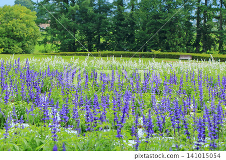 Azumino Chihiro Park Summer Flower Garden Azumino Chihiro Park Summer Flower Garden 141015054