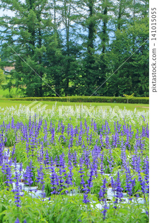 Azumino Chihiro Park Summer Flower Garden Azumino Chihiro Park Summer Flower Garden 141015055
