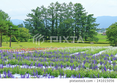 Azumino Chihiro Park Summer Flower Garden Azumino Chihiro Park Summer Flower Garden 141015056