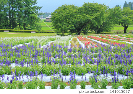 Azumino Chihiro Park Summer Flower Garden Azumino Chihiro Park Summer Flower Garden 141015057