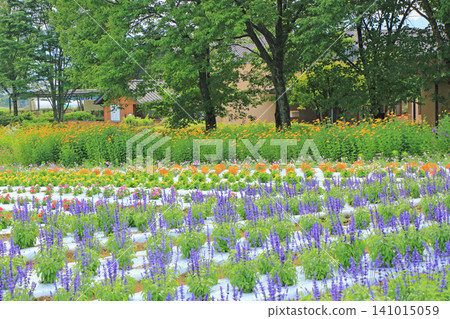 Azumino Chihiro Park Summer Flower Garden 141015059